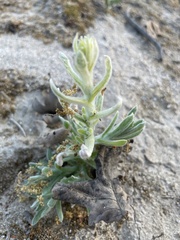Pseudognaphalium stramineum