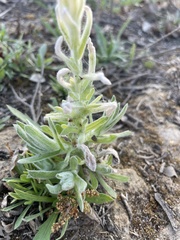 Pseudognaphalium stramineum