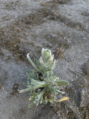 Pseudognaphalium stramineum