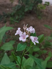 Apocynum venetum
