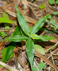 Pollia japonica
