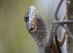 Tropidurus oreadicus