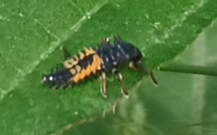 Harmonia axyridis