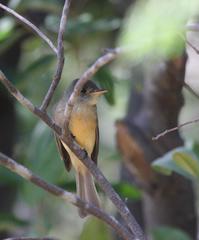 Contopus latirostris