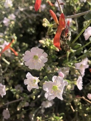 Mirabilis tenuiloba