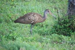 Aramus guarauna image
