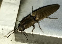 Agriotes fuscicollis