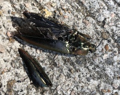 Campsosternus auratus