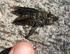 Campsosternus auratus