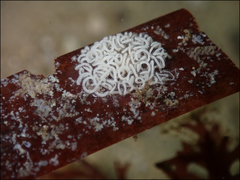 Pteraeolidia ianthina