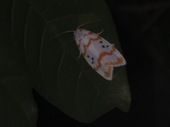 Cyana interrogationis