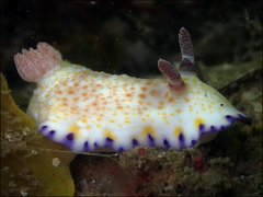 Goniobranchus aureopurpureus