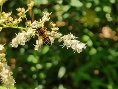 Helophilus eristaloidea
