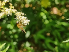 Helophilus eristaloidea