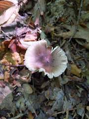 Amanita solaniolens