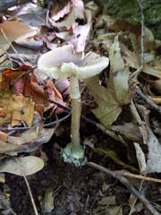 Amanita solaniolens