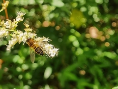 Helophilus eristaloidea
