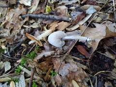 Hypomyces porphyreus
