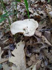 Melanoleuca alboflavida