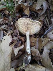 Melanoleuca alboflavida