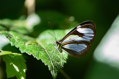 Ithomia agnosia zikani