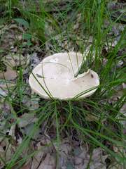 Melanoleuca alboflavida