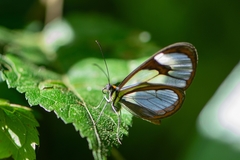 Ithomia agnosia zikani
