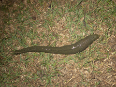 Hirudinidae