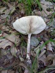 Melanoleuca alboflavida