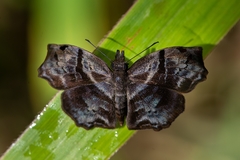 Helias phalaenoides