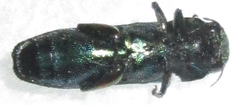 Pseudagrilus