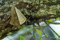 Archaeoprepona amphimachus