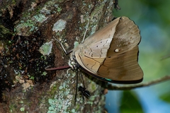 Archaeoprepona amphimachus