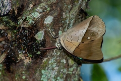 Archaeoprepona amphimachus