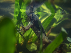 Occidozyga lima