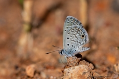 Hemiargus hanno