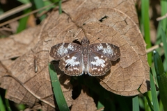 Chiomara asychis autander