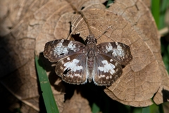 Chiomara asychis autander