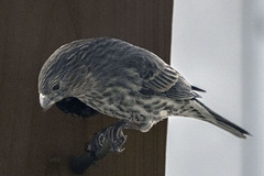 Haemorhous mexicanus