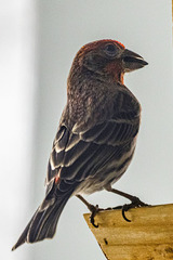 Haemorhous mexicanus