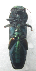 Pseudagrilus