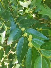 Ziziphus jujuba