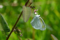 Eurema elathea flavescens