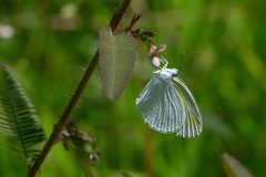 Eurema elathea flavescens