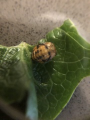 Coccinellidae