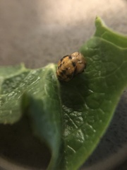 Coccinellidae