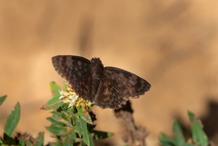 Lepidoptera