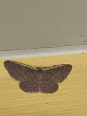 Idaea inversata