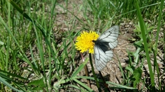 Parnassius stubbendorfii