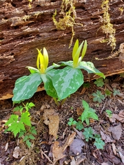 Trillium luteum